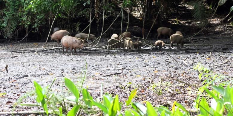 Fauna babi rusa hanya dapat kita jumpai di