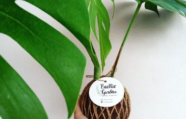 Kokedama, Solusi Kekurangan Lahan Hijau di Rumah Halaman all ...