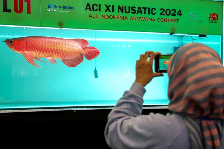 Teten Masduki Sebut Total Nilai Ekspor Ikan Hias Indonesia Tahun 2022 Capai 36,4 Juta Dollar AS.