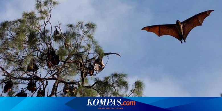 Kelelawar Hilang Buah Pun Bisa Lenyap Kelelawar Hilang Buah Pun Bisa Lenyap