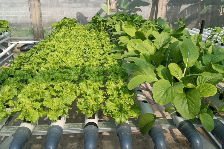 Ilustrasi menanam sayuran hidroponik dengan sistem DFT. 