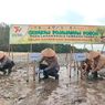 167.104 Hektar Lahan Kritis di Babel, Pohon Kayu Putih Jadi Pilihan Reklamasi