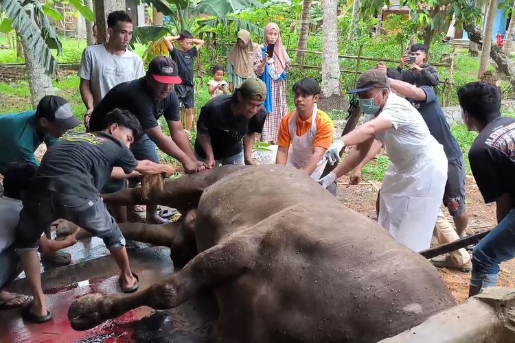 Duga Sapi Kurban Prabowo Sengaja Diracun, Peternak: Biar Allah yang Membalas