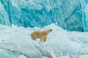 Beruang Kutub di Norwegia Tetap Gemuk di Tengah Krisis Iklim, Kok Bisa?