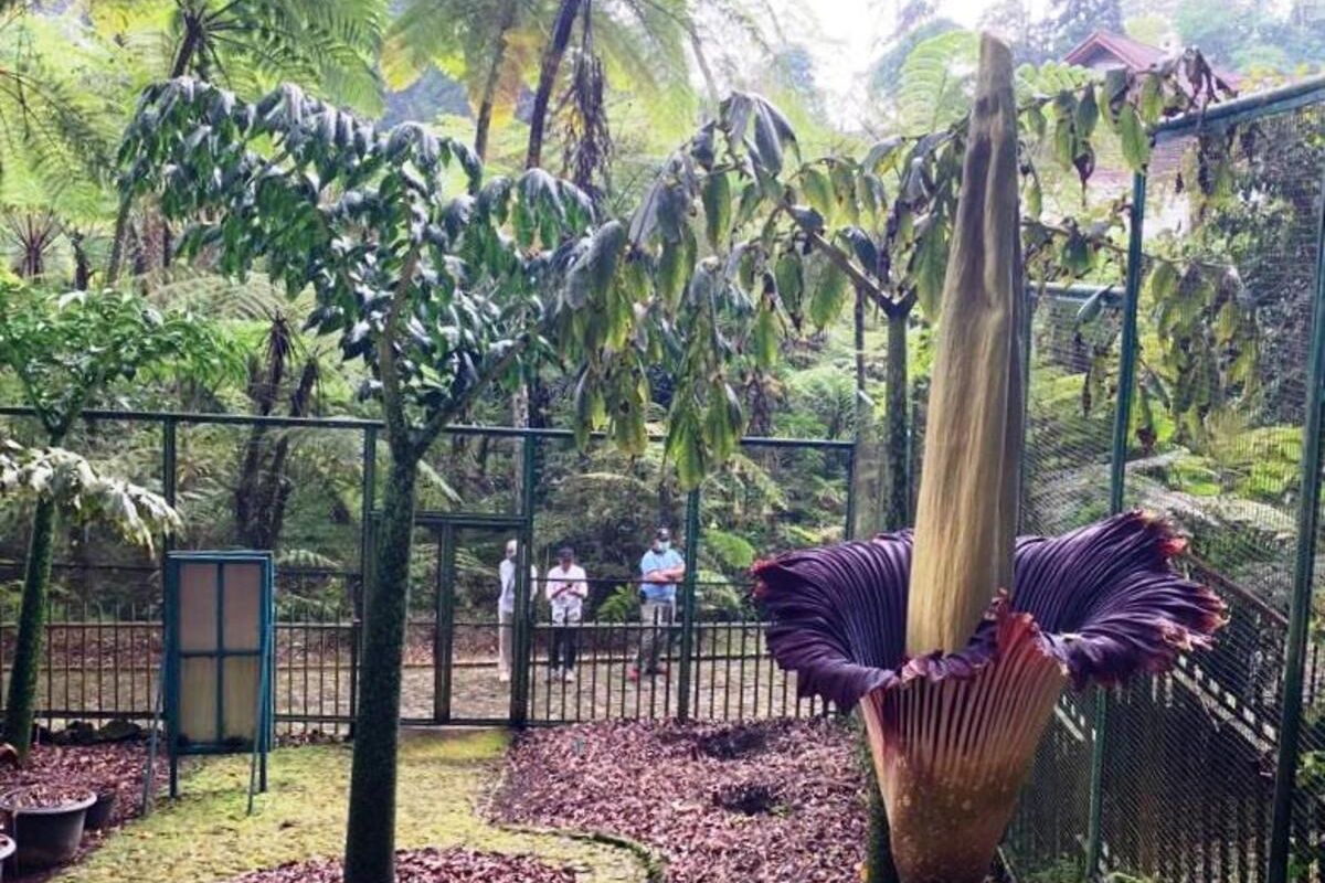 Bunga bangkai setinggi 2,89 meter mekar sempurna di Kebun Raya Cibodas, Kabupaten Cianjur, Jawa Barat, Rabu (13/10/2021).