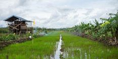 Cegah Kebakaran Hutan, Food Estate di Kalteng Disebut Kementan Jadi Role Model Nasional