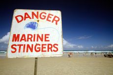 Ubur-ubur Menepi di Pantai Selatan DIY, Wisatawan Diminta Hati-hati
