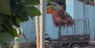 Orangutan Lepas ke Rumah Makan dan Kos, Manajemen Solo Safari Minta Maaf