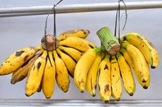 14 Jenis Pisang di Indonesia, dari Pisang Raja hingga Pisang Kapas