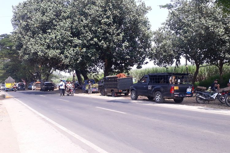 Pedagang Sapi dan Kambing di Pasar Hewan Gondanglegi, Kecamatan Gondanglegi, Kabupaten Malang, Jawa Timur, Selasa (17/5/2022) terpaksa berjualan di pinggir jalan karena pasar hewan ditutup.
