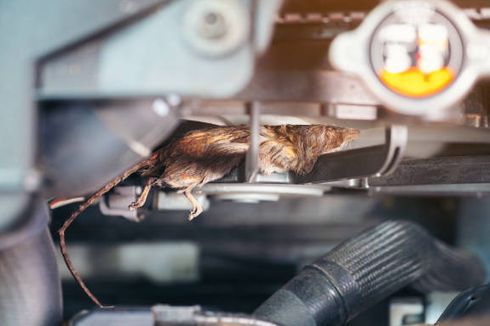 Hal yang Mengundang Tikus Masuk Mobil dan Cara Mengusirnya