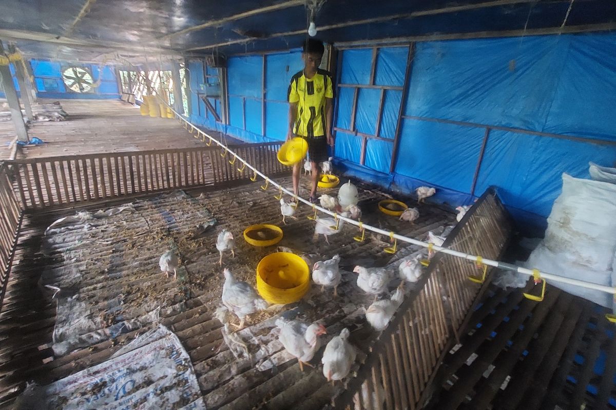 Peternak ayam di Ngampin Lonjong bersiap memgambil ayam afkir sisan panen.