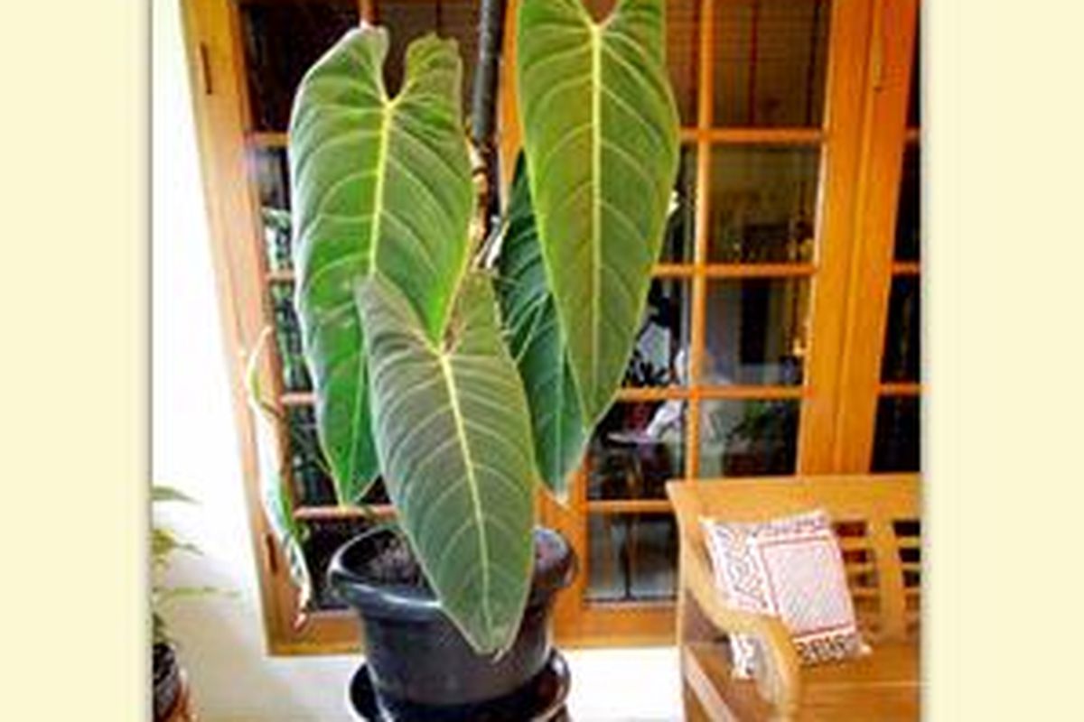 Daunnya yang langsing, membuat anthurium satu ini pantas diberi gelar 