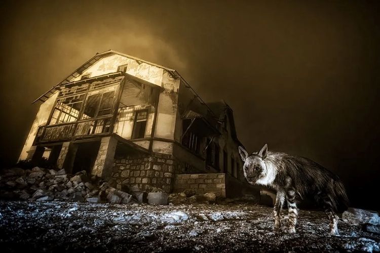 Pemandangan menyeramkan seekor hyena cokelat di depan sebuah bangunan yang telah lama terbengkalai. 