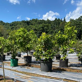 Tanaman buah di kawasan Bogor Fruit Garden di Gunung Menyan, Pamijahan, Bogor, Jawa Barat. 