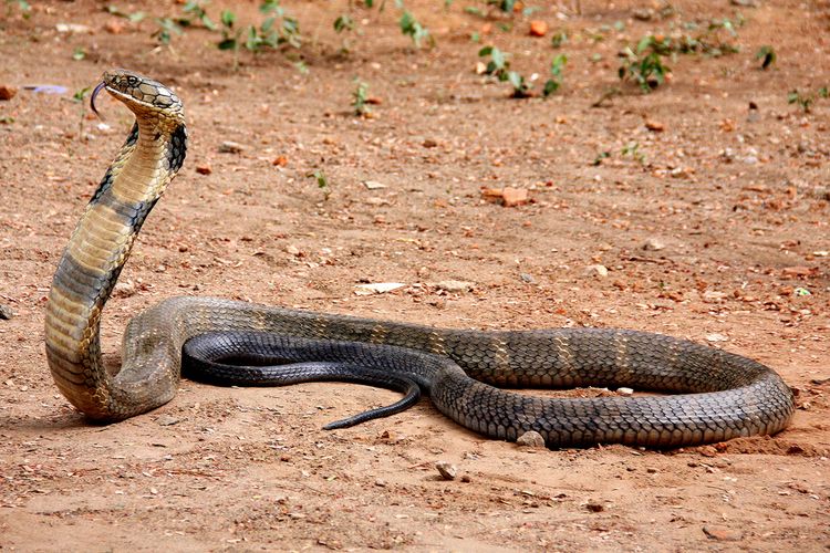 Ular King cobra (Ophiophagus hannah) 