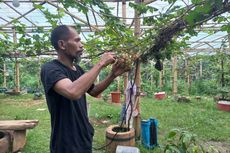 Kembangkan Budi Daya Anggur, Mbah Soka Sukses Jadi Rujukan Petani Luar Daerah