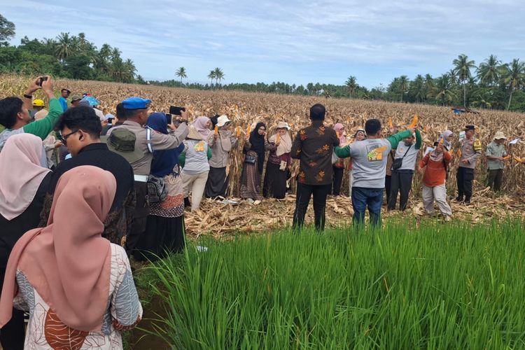 Siasat Petani Padang Pascabencana: Mengubah Sawah Rusak Menjadi Ladang Jagung Produktif