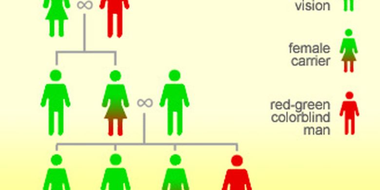 Soal Pola Pewarisan Sifat Jumlah Kemungkinan Keturunan Buta Warna Halaman All Kompas Com