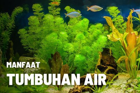 Manfaat Tumbuhan Air dalam Akuarium