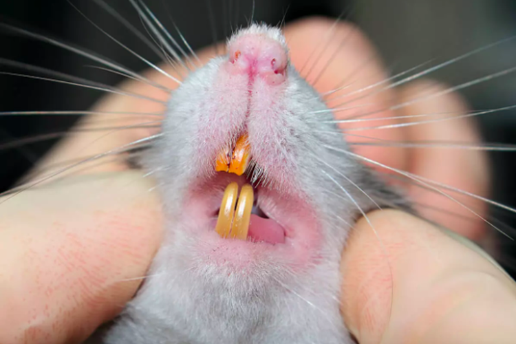 Ilustrasi gigitan tikus