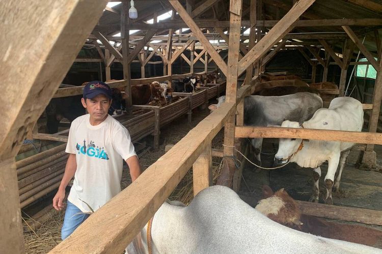 Salah seorang peternak sapi di Cileunyi, Kabupaten Bandung saat mengecek kondisi sapi yang diternaknya, Rabu (5/6/2024)