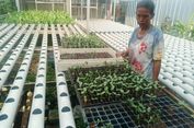 Pemulung di Jaktim Jadi Mentor Hidroponik, Ajari Warga Binaan Bertani Melon