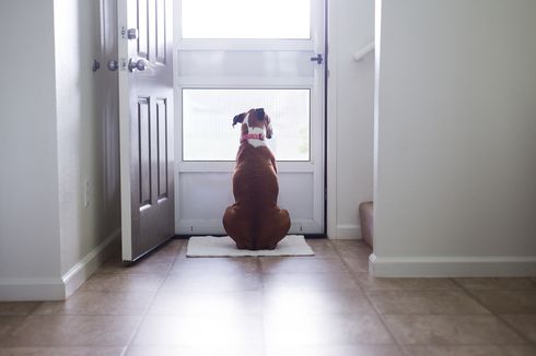 Bahayakah Memiliki Pintu Khusus Anjing di Rumah? Ini Penjelasannya