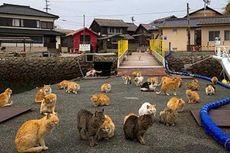 Di Sebuah Pulau di Jepang, Manusia Kalah Jumlah Dibanding Kucing