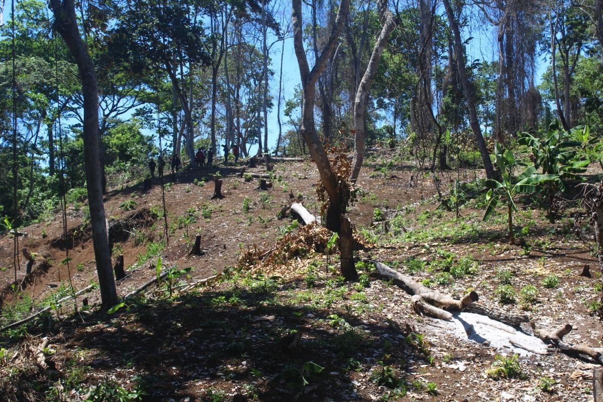 Bekas pembalakan hutan lindung Sendiki di Kabupaten Malang, Minggu (19/1/2020)