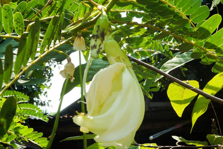 Ilustrasi tanaman turi. 