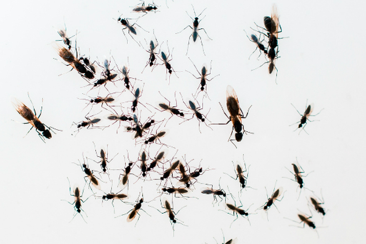 Ilustrasi semut bersayap.