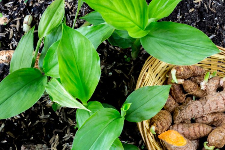 Ilustrasi menanam kunyit. 