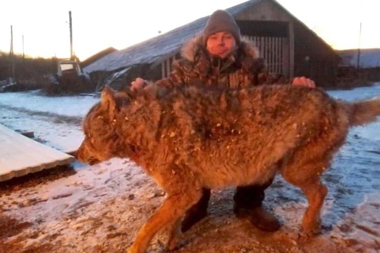 Pria Rusia yang tidak disebutkan namanya itu berpose dengan binatang besar itu setelah dia membunuhnya dengan tangan kosong. 