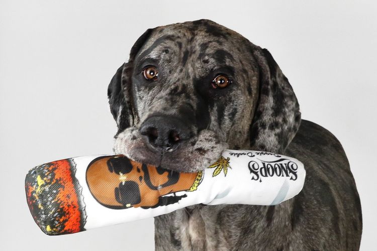 aksesoeris dan mainan anjing Snoop Doggie Doggs