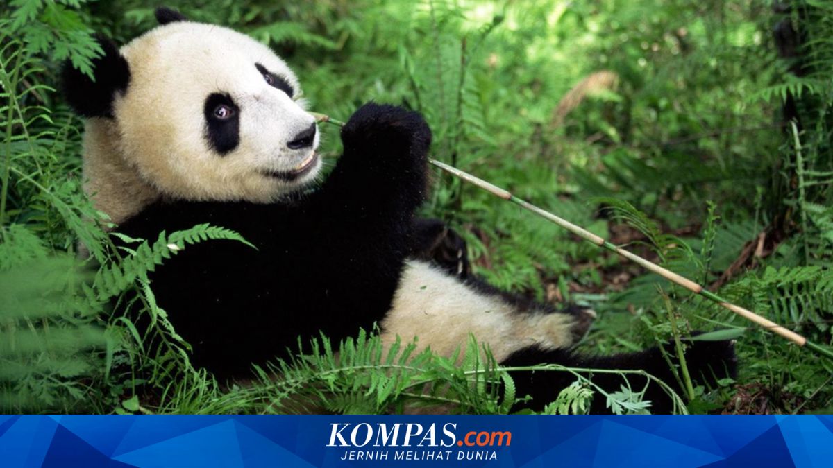 Jangan Tertipu, Ada Keganasan di Balik Keimutan Panda