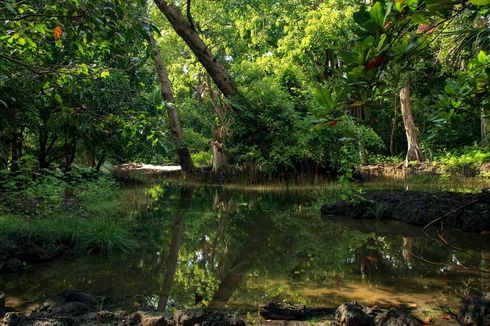 Pembagian Kawasan Hutan dan Penjelasannya