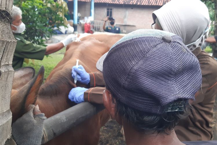 Petugas medis yang diterjunkan Dinas Ketahanan Pangan dan Pertanian Klaten menyuntikkan vaksin antraks pada sapi milik warga di Desa Gentan, Gantiwarno, Klaten, Jawa Tengah, Selasa (8/2/2022).