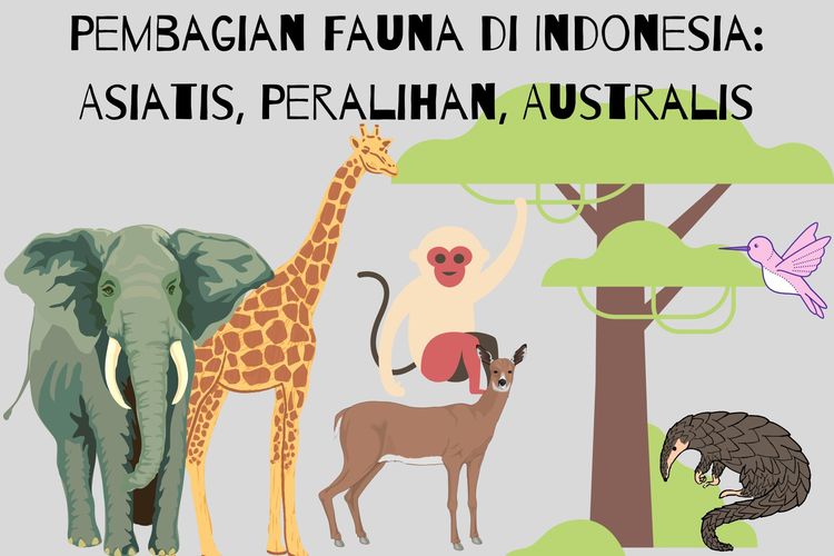 Garis Weber dan garis Wallace membagi Indonesia menjadi tiga wilayah, antara lain barat, tengah, dan timur. Bagaimana persebaran fauna di Indonesia?