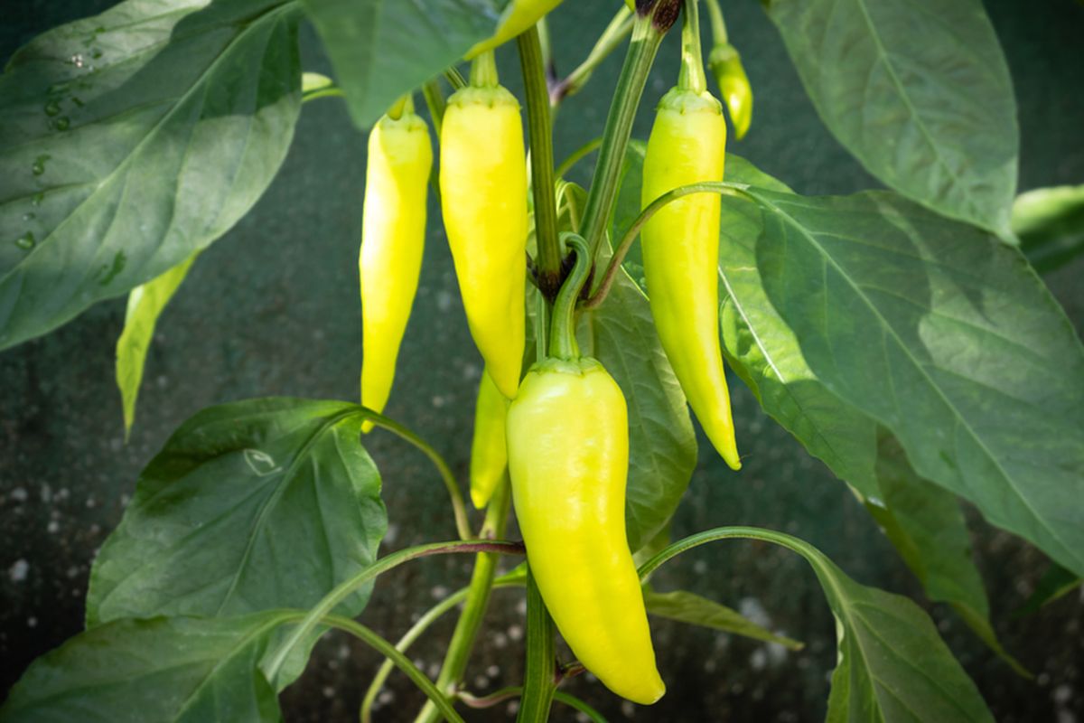 Ilustrasi cabai pisang atau banana pepper. 