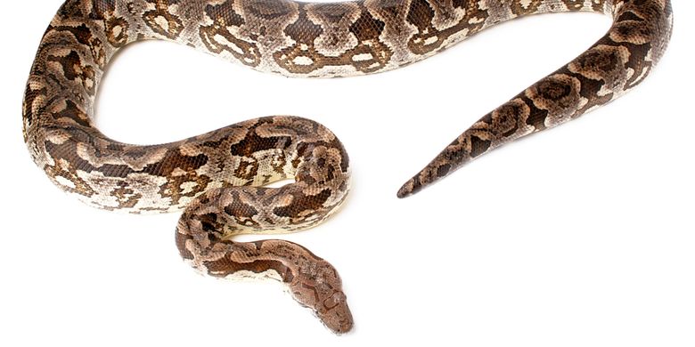 Ilustrasi ular piton sanca kembang (Malayopython reticulatus)