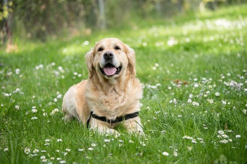 Studi: Anjing bisa Merespons Ucapan Manusia