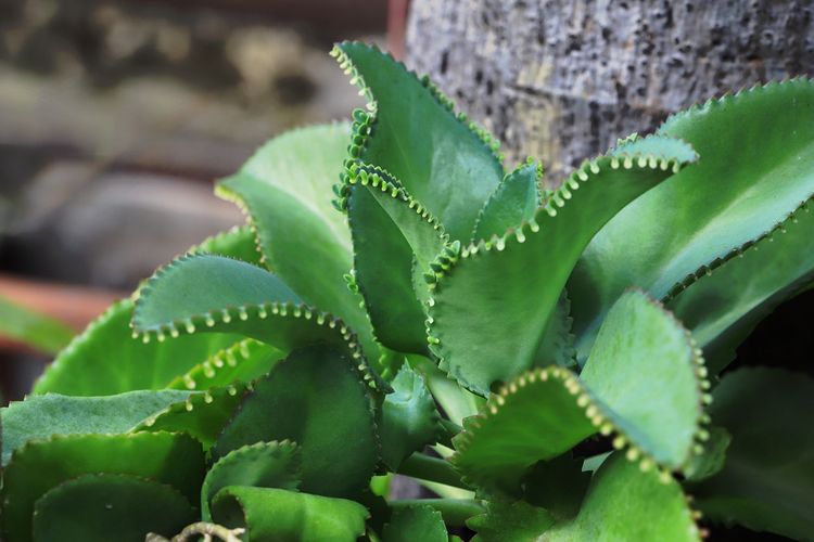 Ilustrasi tanaman cocor bebek, daun cocor bebek.