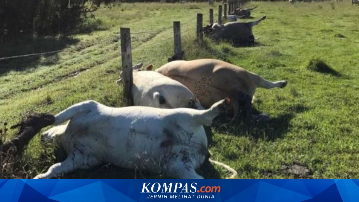 Tersambar Petir, 6 Ekor Sapi di Australia Mati Bersamaan