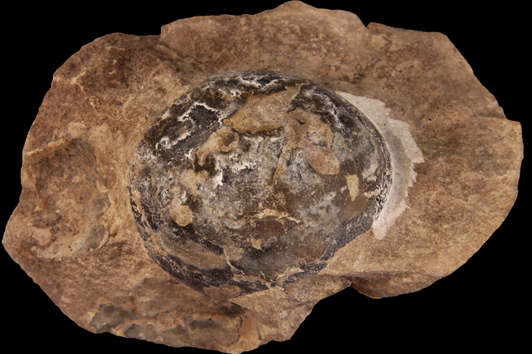 Fosil telur Mussaurus
