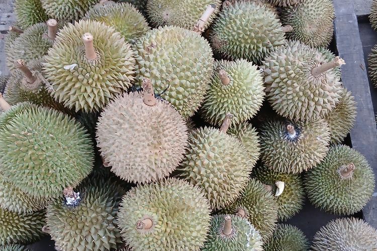 Lagi Musim Durian di Bangka, Pedagang Banting Harga