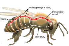 Sistem Peredaran Darah Arthropoda