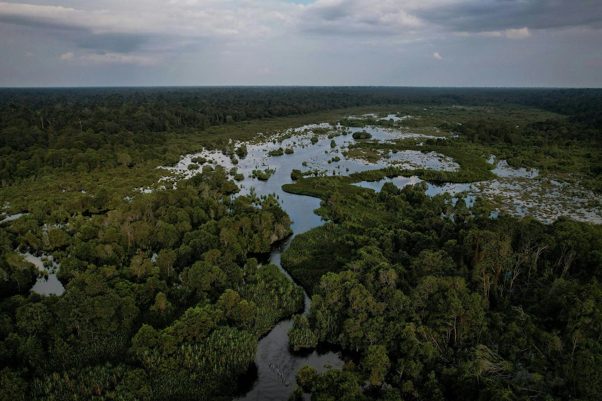 Lanskap Restorasi Ekosistem Riau (RER) di Semenanjung Kampar, Riau. IUCN dan APRIL berkolaborasi memperkuat ilmu konservasi serta menerapkan solusi berbasis sains untuk menjaga ekosistem gambut dan keanekaragaman hayati di Indonesia.