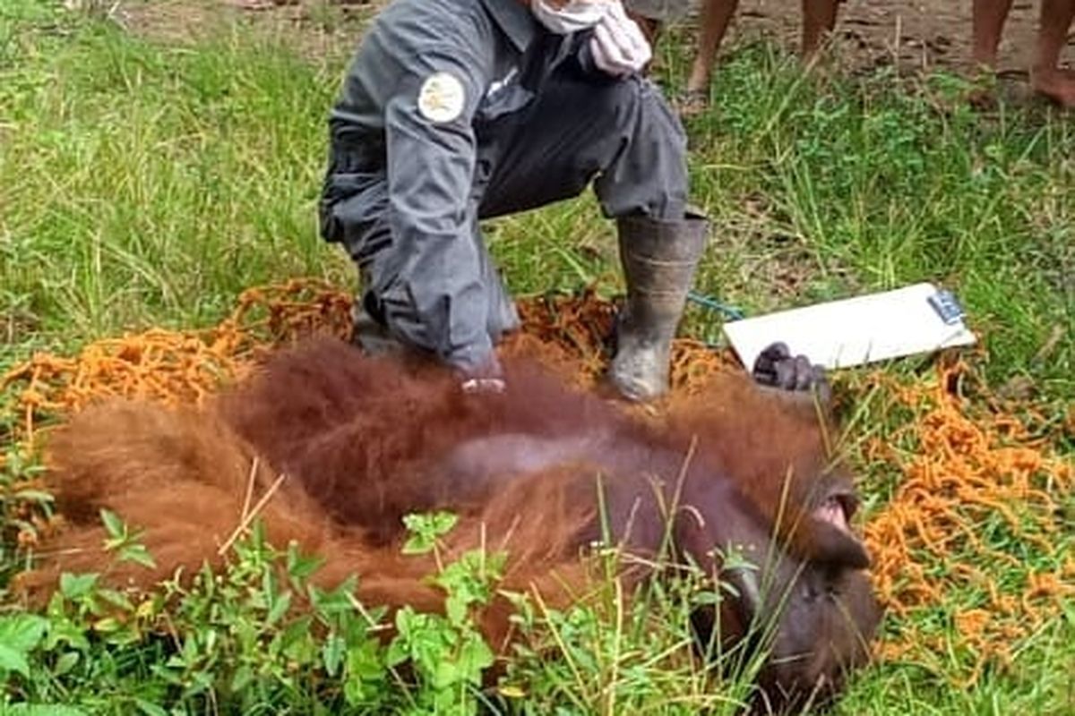 The East Kalimantan BKSDA team evacuated an orangutan that had entered a residential area in Lusan Village, Paser Regency, East Kalimantan, Thursday, June 10.