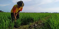 Realisasi KUR Pertanian Capai Rp 18 Triliun di 6 Sektor